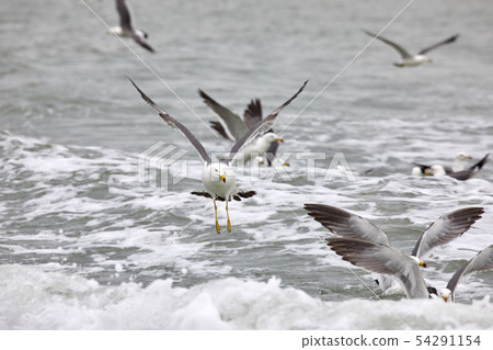 Seagull Seagull 54291154