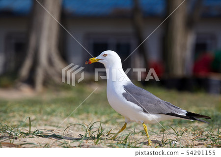 Seagull Seagull 54291155