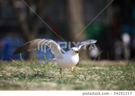 Seagull Seagull 54291157