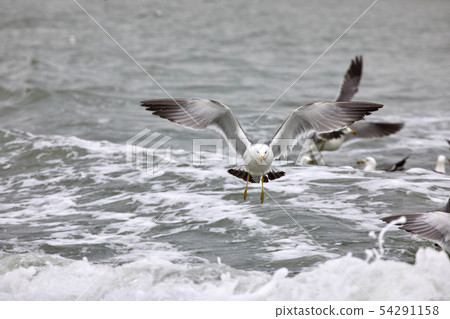 Seagull Seagull 54291158