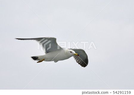 Seagull Seagull 54291159