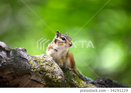 餵養松鼠 54291229