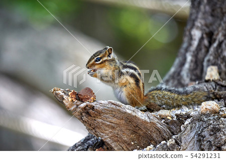 餵養松鼠 54291231