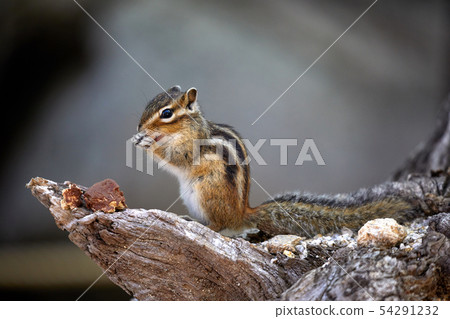 餵養松鼠 54291232