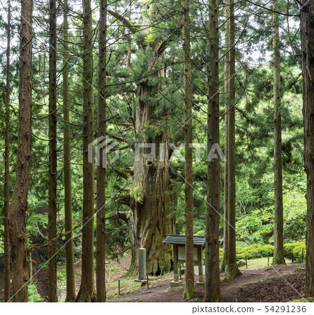 山梨縣Shishiku Yagi沒有雪松 54291236