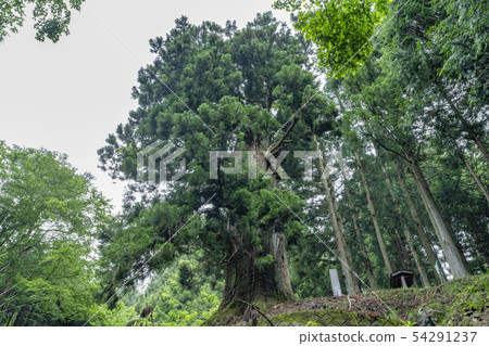 山梨縣Shishiku Yagi沒有雪松 54291237