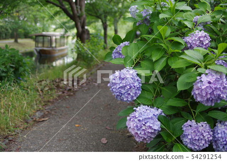 繡球花和遊艇 54291254