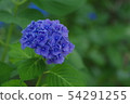 繡球 54291255