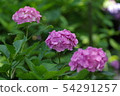 繡球 54291257