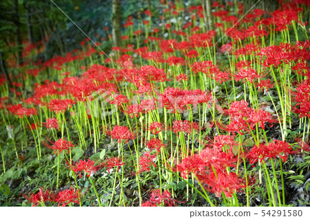 花盆,sutunsa,花, 花盆,sutunsa,花, 54291580