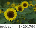 向日葵 54291760