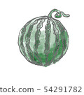Watermelon illustration 54291782