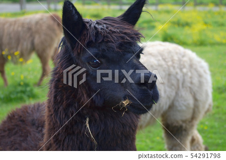 alpaca head black llama agriculture mammal farm  54291798