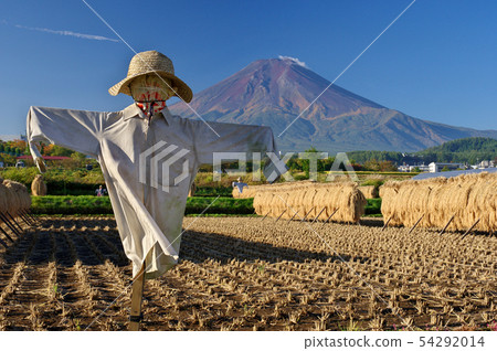 收穫秋天，卡卡西和富士 54292014