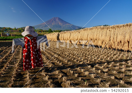 收穫秋天,卡卡西和富士 收穫秋天,卡卡西和富士 54292015