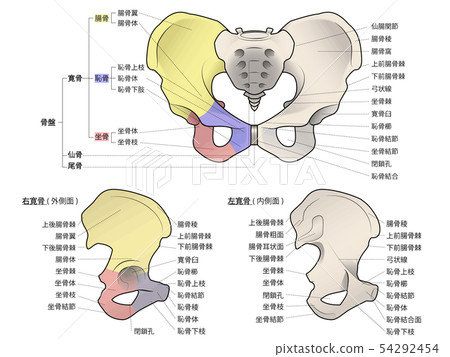 Illustration of the pelvis (with names of each part) 54292454
