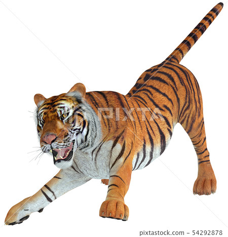 King Of The Jungle Tiger Stock Illustration 54292878 Pixta