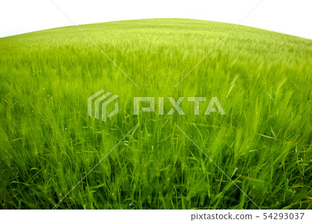 Gochang Blue Barley Field 54293037