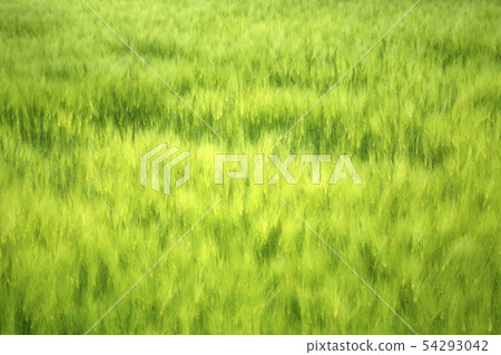 Gochang Blue Barley Field Gochang Blue Barley Field 54293042