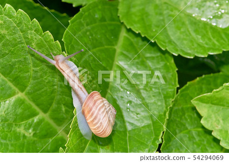 Snail leaf of hydrangea 54294069