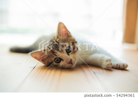 Cat day 54294361