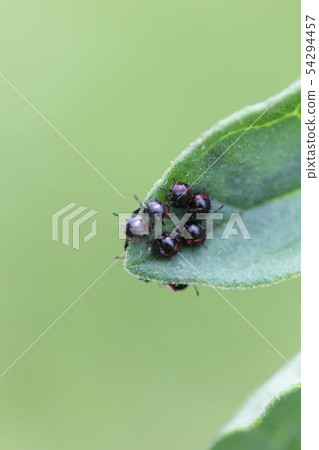 Caterpillar 02 of the rock flea beetle 54294457