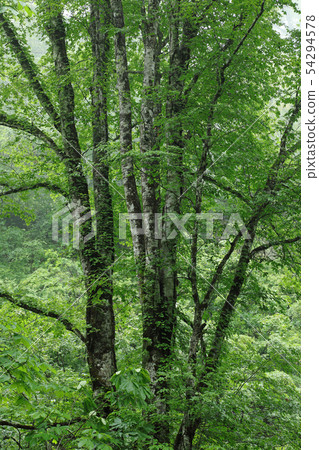 Buner Grace Forest in the rainy season with a beautiful figure 54294578