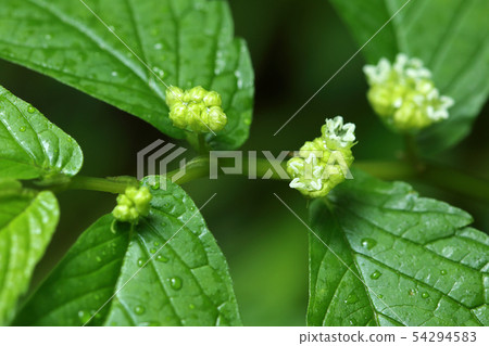 福島縣Uwabami-no-blessed森林Tadami鎮的一朵小花 54294583