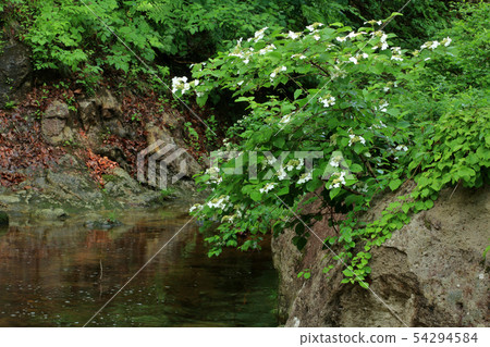 在沼澤祝福森林濕島町的大岩開花的Yabu de Mari的花，福島 54294584