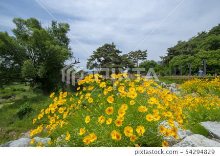 Kangsangdae，Geumgang，Yeongdong，Chungbuk 54294829