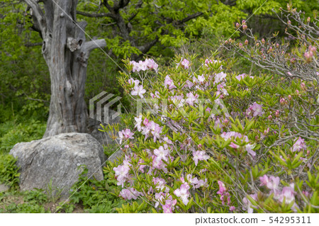 Deogyusan, Muju-gun, Jeonbuk 54295311