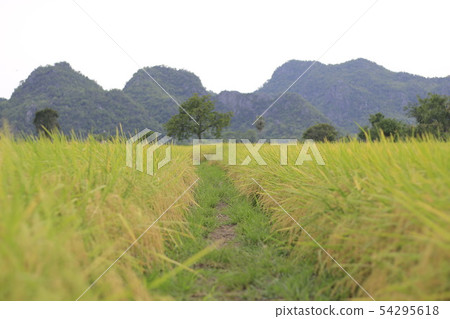 The rice grains are harvested near the harvest. 54295618