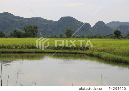 The rice grains are harvested near the harvest. 54295620