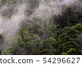 tropical rainforest in Thung Yai Naresuan Wildlife 54296627