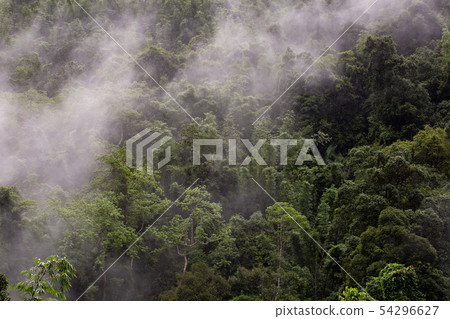 tropical rainforest in Thung Yai Naresuan Wildlife tropical rainforest in Thung Yai Naresuan Wildlife 54296627