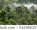 tropical rainforest in Thung Yai Naresuan Wildlife 54296629