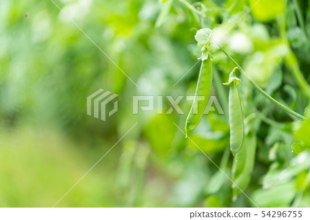 豆類 豆類 54296755