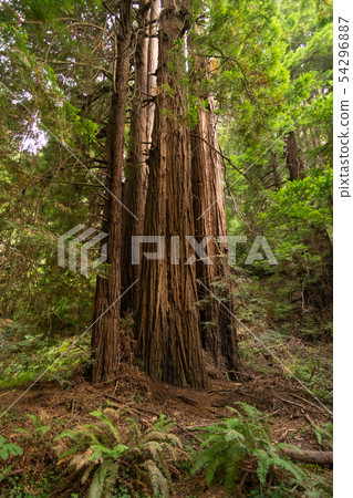 Large Redwood Trees in California Large Redwood Trees in California 54296887