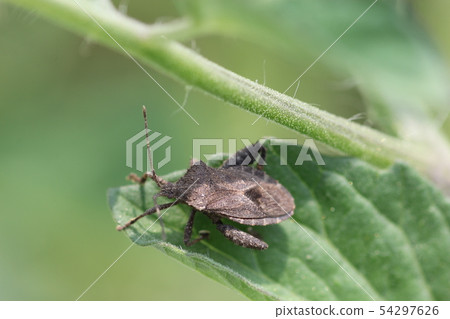 Green Star Bug 04 54297626