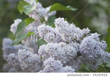 Lilac flowers in a garden, close up shot 54297658