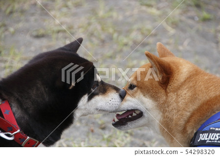 狗的形象 狗的形象 54298320