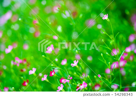 colorful beautiful pink gypsophila boutique flower colorful beautiful pink gypsophila boutique flower 54298343