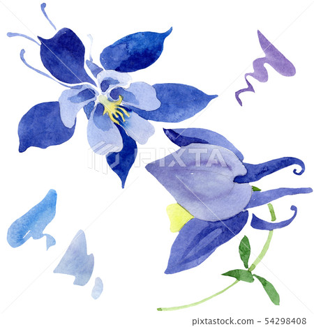 Blue aquilegia floral botanical flowers. Watercolor background set. Isolated aquileqia illustration Blue aquilegia floral botanical flowers. Watercolor background set. Isolated aquileqia illustration 54298408