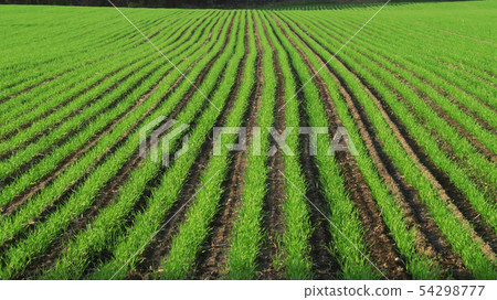 "Vast field" 54298777