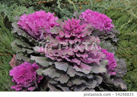 Multi-coloured decorative cabbage 54298835