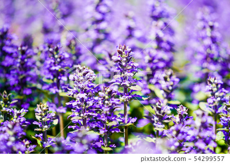 Azalea "Ajuga" 54299557