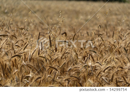 Mature Grain wheat field spike ear head 54299754