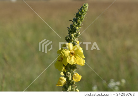 flower isolated on bubble bokeh 54299768