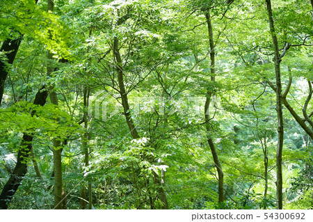 抬頭看著綠色的森林 54300692