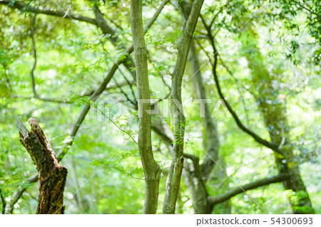 抬頭看著綠色的森林 抬頭看著綠色的森林 54300693